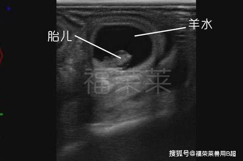 怎样试出怀孕