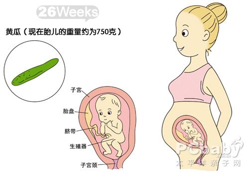 怀孕9周胎儿有多大图片