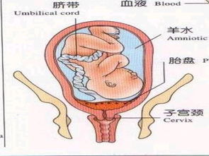 宝宝的肺脏到了什么时候才会成熟起来