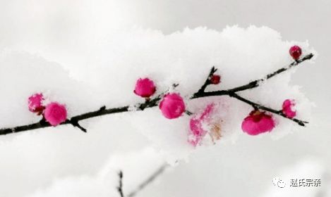 天津的冬天经常下雪吗?