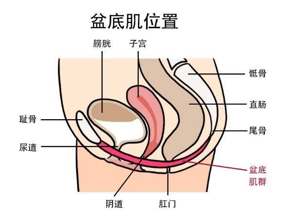 怀孕期间可以做盆底肌康复吗