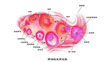 怎么调理可以让卵泡发育成熟