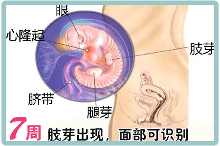 卵黄囊是越长越大还是越长越小