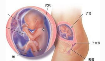 怀孕8个月胎儿的发育状况是什么