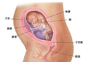 【怀孕28周】怀孕二十八周胎儿图，怀孕28周吃什么、注意什么?