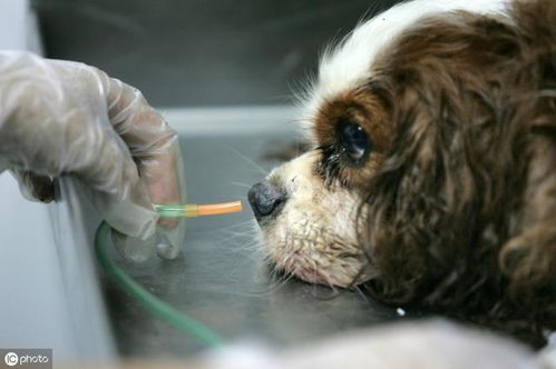 刚生完小狗的母狗吃什么催奶 泰迪犬