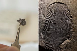 在古老的地层中可能发现高等生物的化石吗