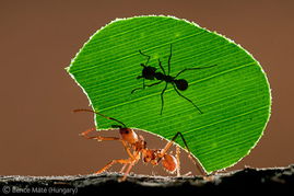 蚂蚁之间为什么会发生战争？