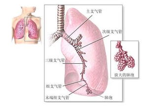 孕妇得了支气管炎，老不好怎么办？