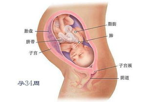 40周每周胎儿发育情况