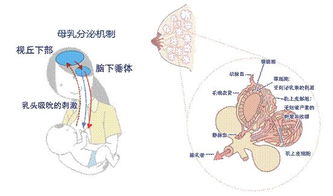 使用催产素的注意事项有哪些