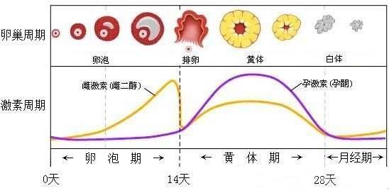 黄体功能不全是什么原因造成的怎么补充