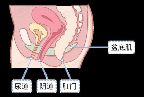 为什么性生活后想小便是怎么回事