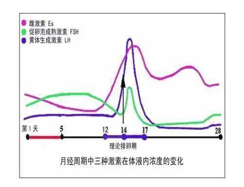 排卵日和排卵日前一天哪个更容易怀孕