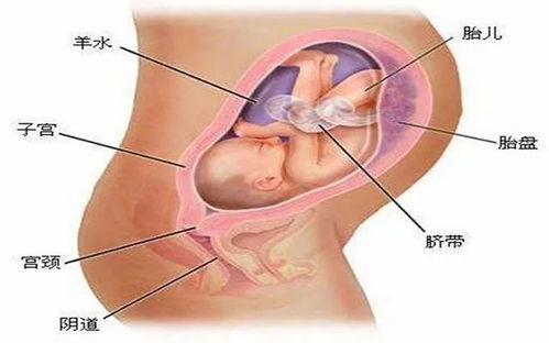 胎儿二十三周发育情况图