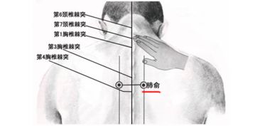 三伏贴一共贴几个位置？