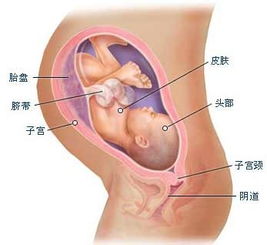 怀孕14周了不知道胎儿是否属于正常大小