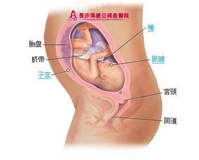 怀孕14周了不知道胎儿是否属于正常大小