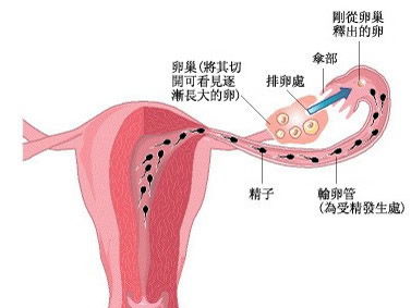 输卵管通而不畅怎么备孕容易成功