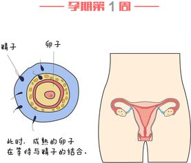 奇妙的孕期身体健康教案