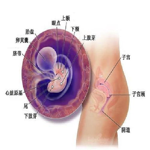 胎儿心脏发育的关键期是妊娠