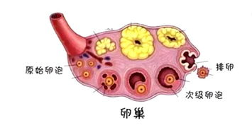 卵泡萎缩和排出的区别b超