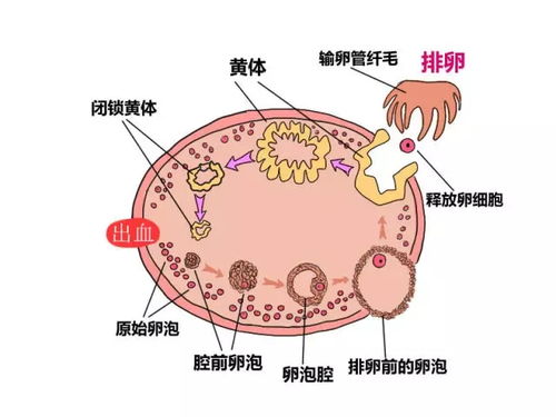 卵泡萎缩和排出的区别b超