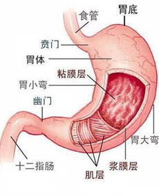 胃酸过多会吐吗怎么办