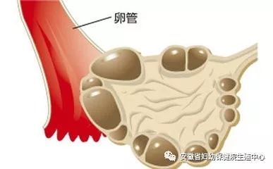 民间不孕不育中药偏方