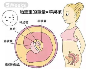 孕39周胎儿发育情况图