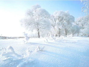 冬天的第一场雪的感悟