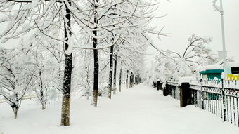 冬天的第一场雪的感悟