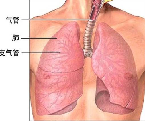 宝宝支气管炎的症状有什么表现