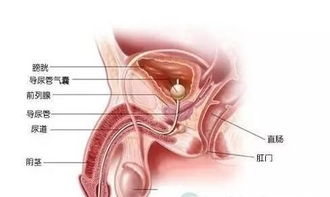前列腺炎有什么危害性