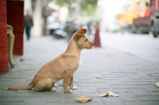 怀孕能不能养狗狗养猫