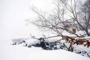 赞美雪花的诗句大全