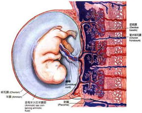 胎盘II级什么意思呢