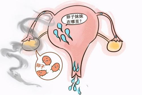 卵泡质量不好吃什么药调理