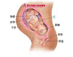 怀孕9个月胎儿的发育状况是什么