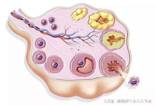 多囊怎么恢复排卵功能