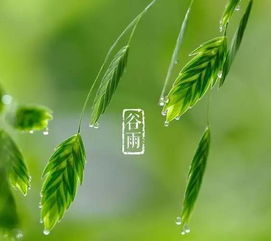 谷雨过后种什么蔬菜