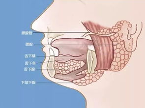 孕妇得了腮腺炎怎么办呢