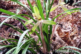 种植兰花用什么土好