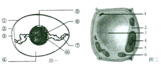 一枚鸡蛋是否是一个卵细胞