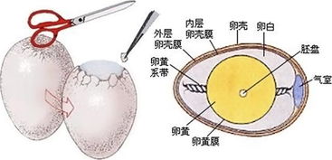 一枚鸡蛋是否是一个卵细胞