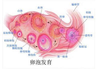 卵泡发育不良吃什么比较好