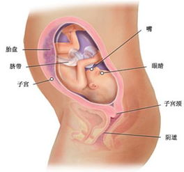 怀孕七个月胎儿图片