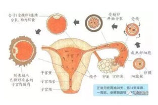 怀孕几个月肚子会有明显变化?