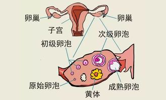 检查一切正常就是不排卵