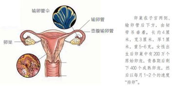 卵巢早衰会影响寿命吗?